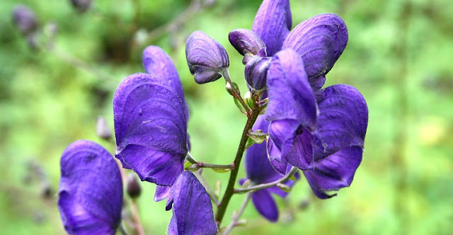 Aconitum napellus - Monkshood blue flowers