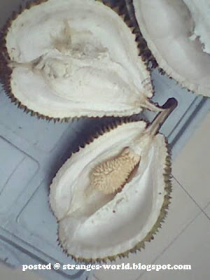 Strange Durian