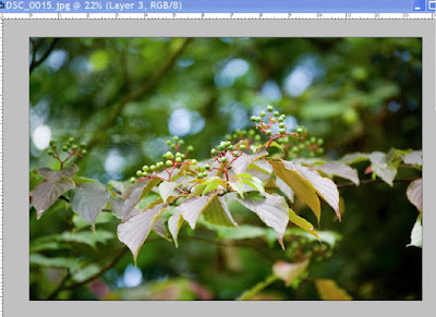 Tree branch with leaves and berries, and a snail.