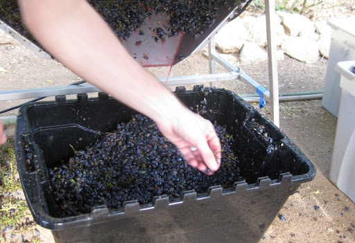 Fallbrook Syrah Harvest