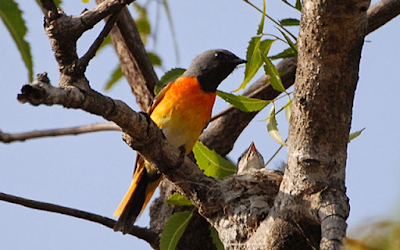 burung sepah kecil