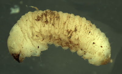 Unidentified broad-nosed weevil larva