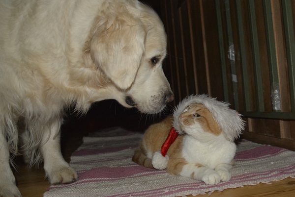 katt pus pusekatt kattepus golden retriever