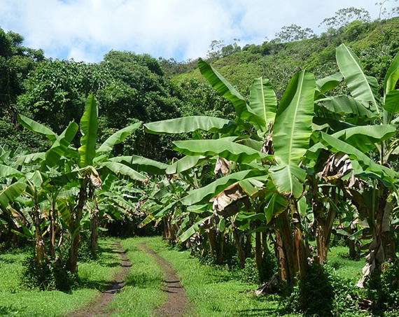 Banana plantation in Tahiti, Polynesia