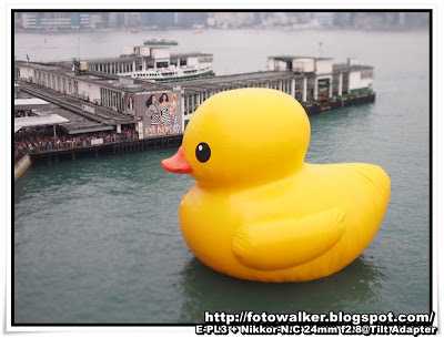 Rubber Duck@香港