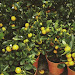 Lemon for Backyard Gardens