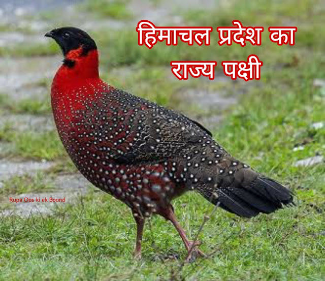 हिमाचल प्रदेश का राज्य पक्षी (State Bird of Himachal Pradesh) ||  जुजुराना (Tragopan melanocephalus)(WesternTragopan) ||