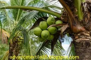 Green coconut