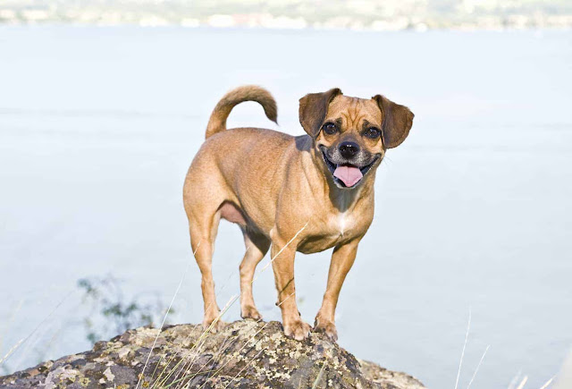 "Adorable Puggle Dog with expressive eyes and a wagging tail, showcasing the irresistible charm and playful spirit of this delightful Pug and Beagle mix."