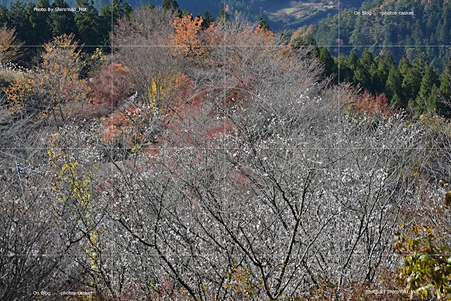 花　紅葉　冬桜　Fontainebleau Forest　Duke Ellington