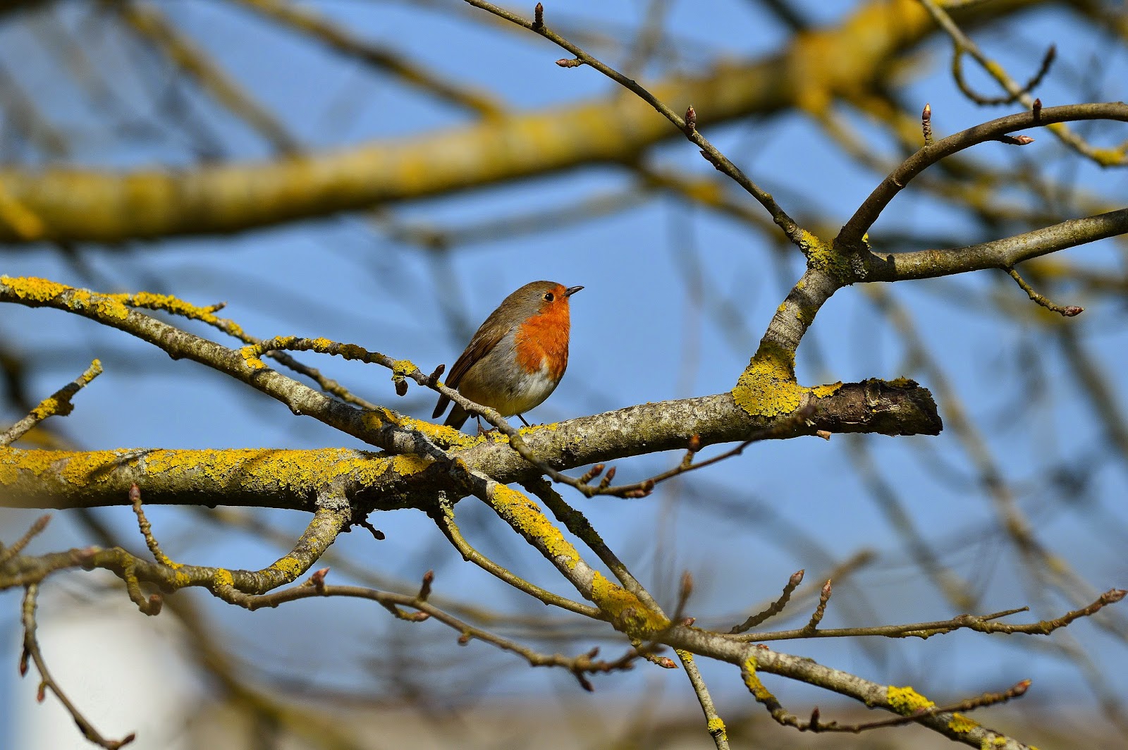 Rouge gorge, Belle-Ile-en-mer