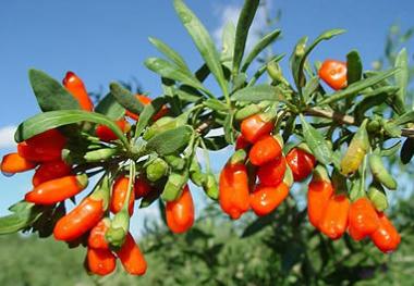 buy Goji Berry Advance Weight Loss