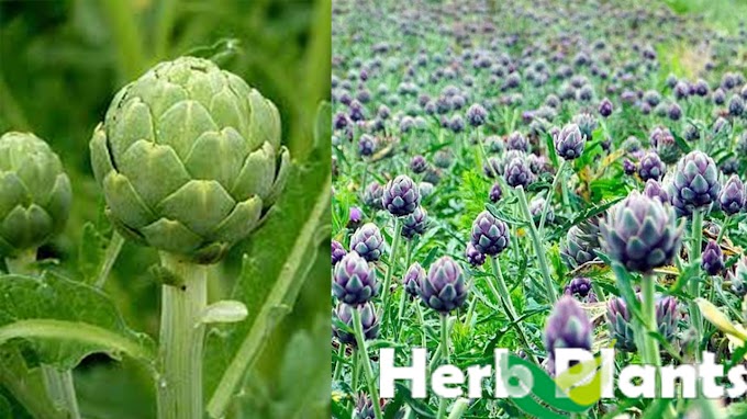 Unraveling the Marvels of the Artichoke Plant: Nature's Delectable Puzzle