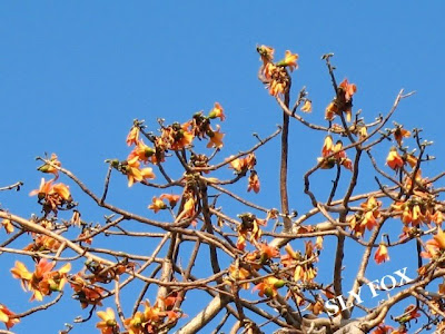 木棉花