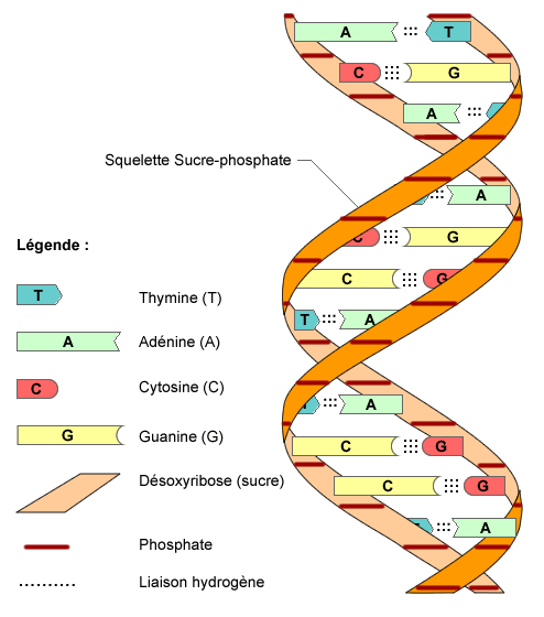 estructura del adn. propia estructura del ADN.