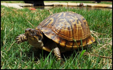 turtle1