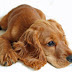 Anxiety Problems in English Cocker Spaniel: Symptoms and Treatment