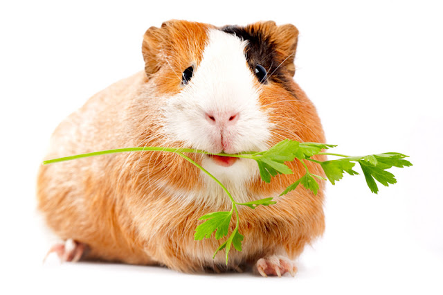 The Five Freedoms apply to all pets, including guinea pigs like this one. In particular for guinea pigs, they should always have another pig as a companion