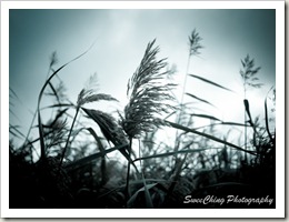P1110238_GF1