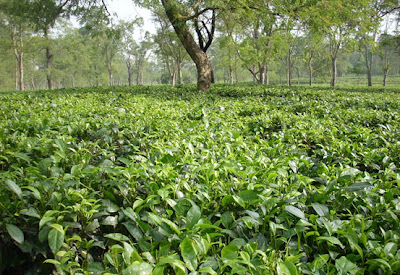 Assam Tea Garden Pic.