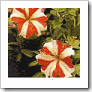 Petunia