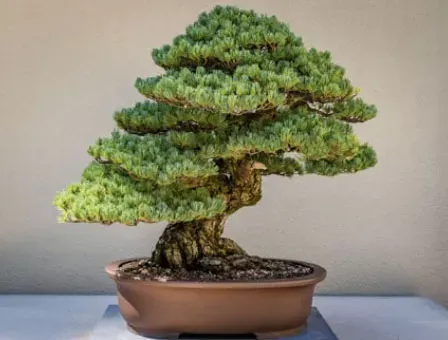 Bonsai