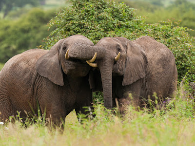 foto de elefantes en pareja  