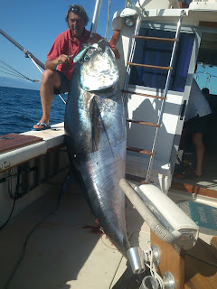 Big game fishing. Tuna, deep sea fishing. Marbella, Spain.