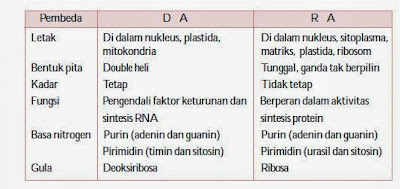 Perbedaan antara DNA dan RNA