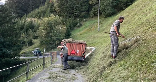 ミューレン　牧草集め