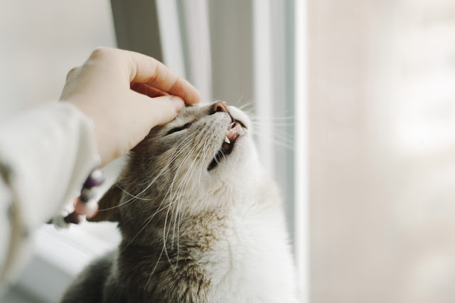 How to pet cats and dogs. One way to tell if a cat is enjoying being petted is to look at the eyes; if they are closed or half-closed, like this cat's eyes, it's a good sign