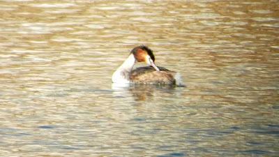 Somormujo lavanco, Podiceps cristatus, Laguna del Raso, grupos reducidos, sostenibilidad, turismo sostenible, bajo impacto, caminos publicos, transporte público, salida de observación, excursiones aitor, fauna Madrid, Jarama, Parque Natural del Sureste, Parque Regional en torno a los ejes de los cursos bajos de los ríos Manzanares y Jarama, conoceris, ruta guiada, aves invernantes, Jarama, Velilla de San Antonio, 24 de enero,