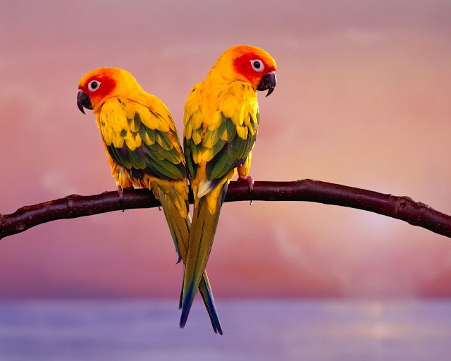 Parrot Couple in Love Hd Wallpapers