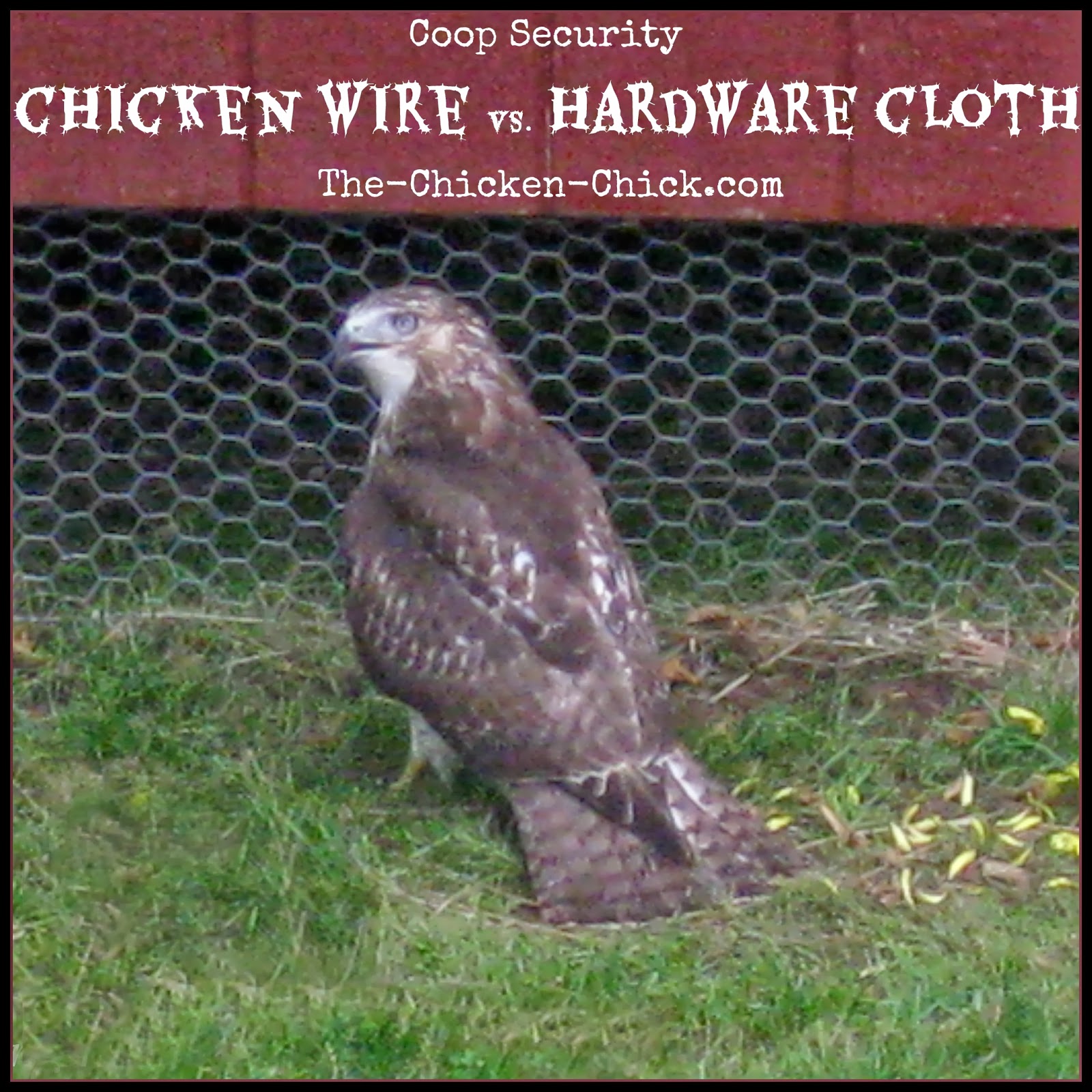 between chicken wire and hardware cloth. I now understand that chicken ...