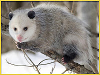 Opossum Pictures Didelphis virginiana