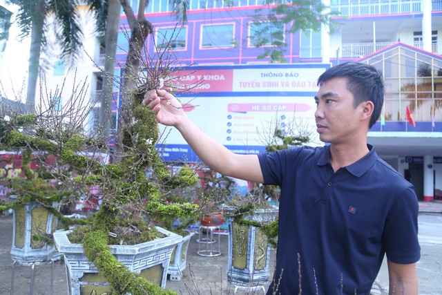 Chiêm ngưỡng cây nhất chi mai độc <a href=