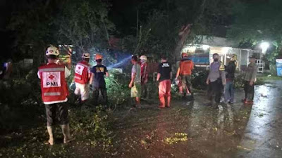 Bersama Warga dan PMI, Personil Polsek Kesesi Evakuasi Pohon Tumbang.