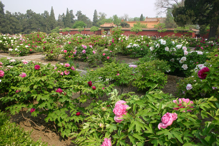 Jingshan Park, Beijing