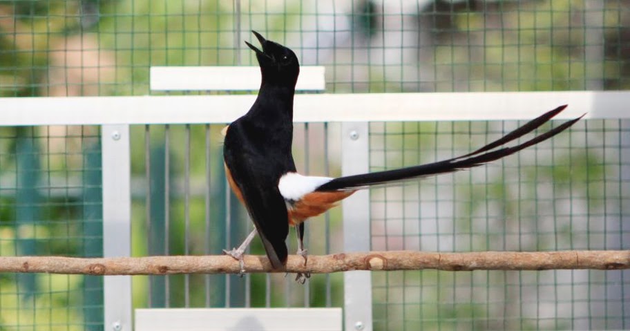 Daftar Harga Burung Murai Batu Terbaru 2016 - Andi Kicau Alam