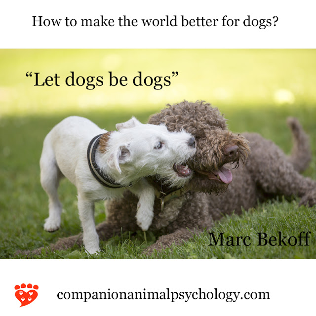 Let dogs be dogs. Two dogs play as part of the better world series for dogs and cats