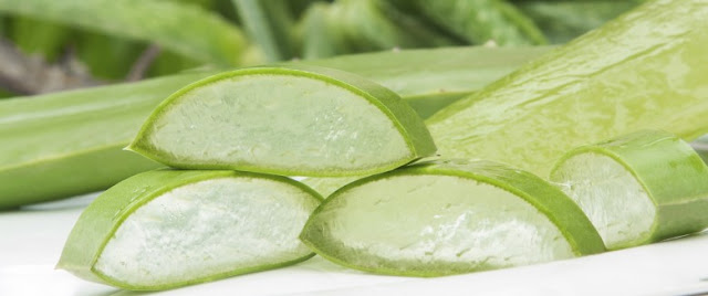 28 BENEFICIOS DA ALOE VERA COM RECEITAS