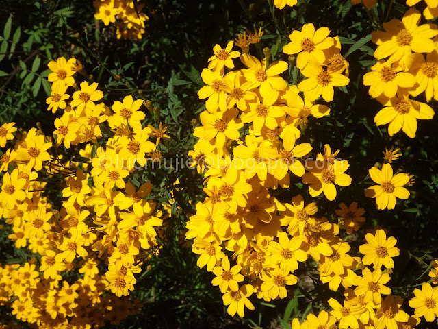 Wuling Farm maple autumn foliage