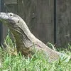 komodo dragon