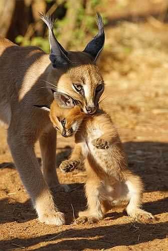 African wild cats
