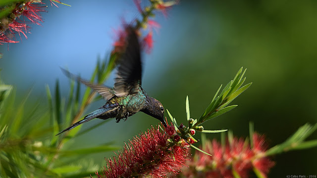 Swallow-tailed Hummingbird Eupetomena macroura Beija-flor-Tesoura Pica tijereta 