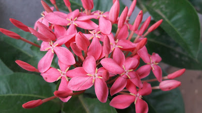 Pink Ixora coccinea Flower