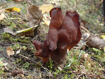 Gyromitra infula piestrzenica infułowata