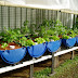 diy 55 gallon aquaponics | Week Six
