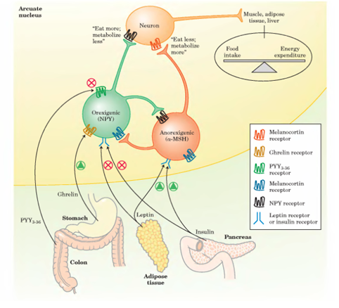 Ghrelin receptors in the brain