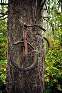 bicicleta abandonada en un arbol